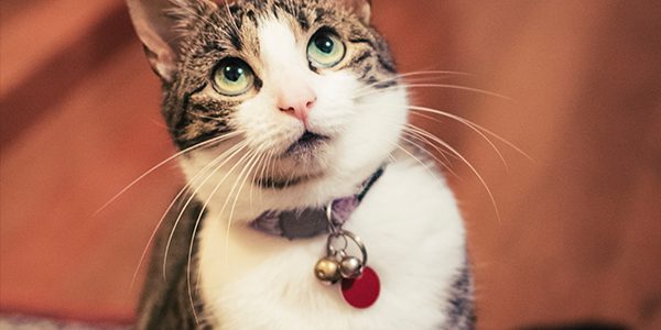 Preparing to move with a cat should start well before you begin to pack and will end a few weeks after moving into your new home.