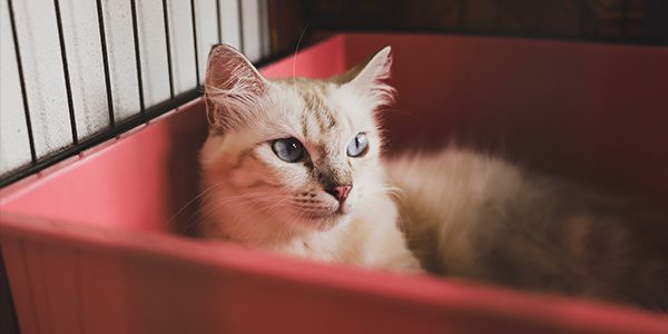A cat being moved in a crate. 