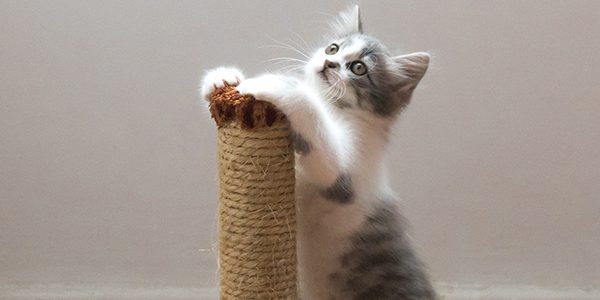 A Guide to Moving with Cats